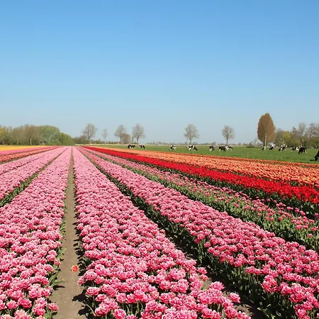 Wellness By Dutch Coast With Sauna Holiday home De Zandloper
